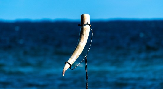 A Viking drinking horn